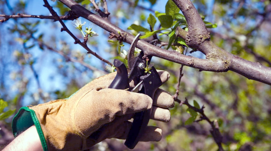 Mill Creek Tree Service - hand pruning of trees and bushes